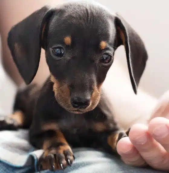 Close-up of a black-and-tan Dachshund puppy resting on a person's lap, with a hand gently touching its paw.