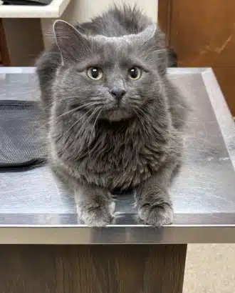 urgent pet care